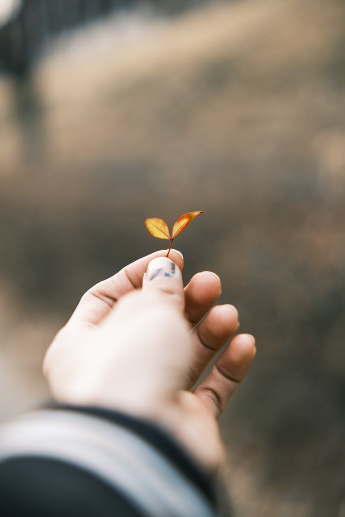 services-03 A close-up of a hand holding a delicate yellow leaf, capturing autumn's beauty.