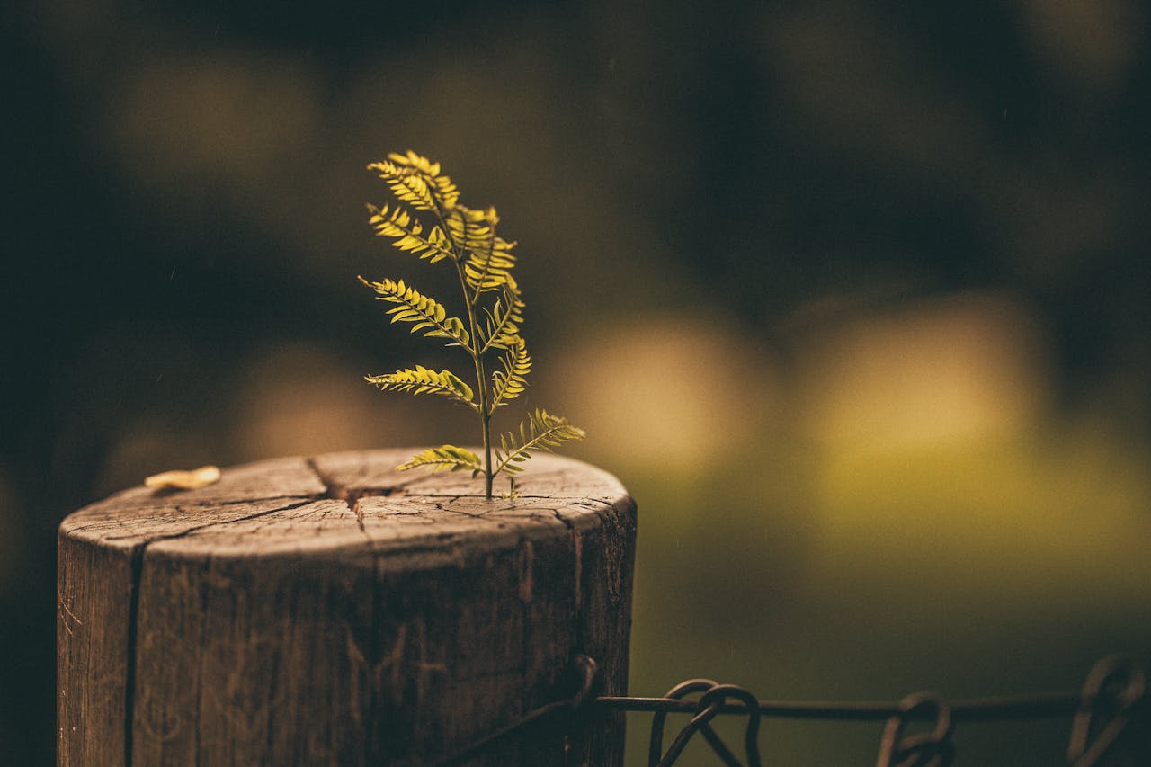 about-01 A small fern plant emerging from a tree stump symbolizes nature's resilience and growth.